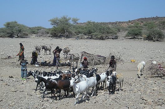 Afar Nomaden beim Wassertransport