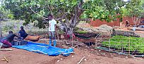 Baumschule mit Obst- und Bauholzarten